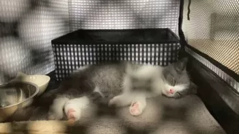 ツミキの親 様のお迎えした子猫