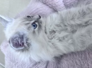 A.N 様のお迎えした子猫