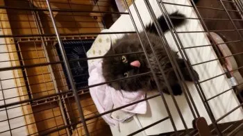 やかたん 様のお迎えした子猫
