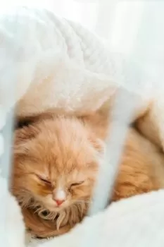 あいあい 様のお迎えした子猫