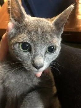 S.U 様のお迎えした子猫