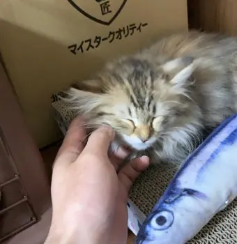 にゃもかん 様のお迎えした子猫