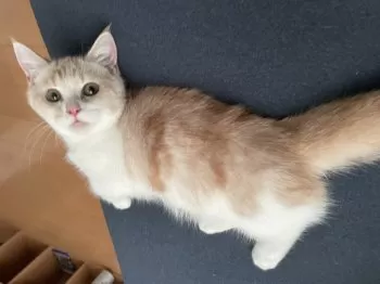 H.A 様のお迎えした子猫
