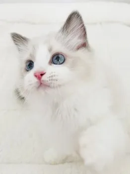 Kotobuki 様のお迎えした子猫