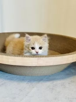 S.Ｉ 様のお迎えした子猫