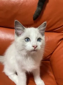 ゆき 様のお迎えした子猫