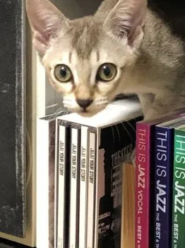 かつみ 様のお迎えした子猫