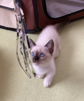 A.Y 様のお迎えした子猫