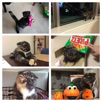 chicaco_2525 様のお迎えした子猫