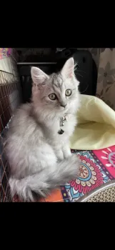 co.a.ra.love 様のお迎えした子猫