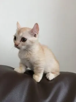 小春 様のお迎えした子猫