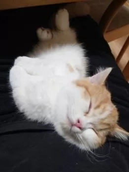 コスモ 様のお迎えした子猫