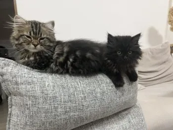 たなか 様のお迎えした子猫