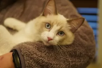 はっちゃんパパ 様のお迎えした子猫