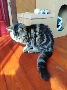 M.T 様のお迎えした子猫