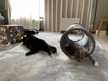 まるこ 様のお迎えした子猫