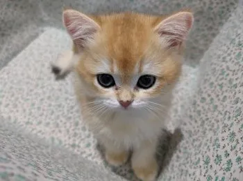 まるめす 様のお迎えした子猫