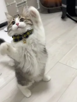 Y.H 様のお迎えした子猫