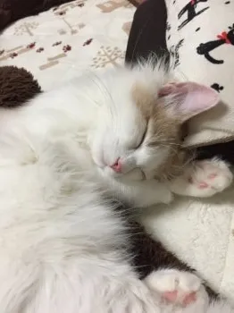 くらら 様のお迎えした子猫