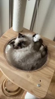しまちょ 様のお迎えした子猫
