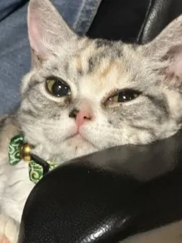 ヒナ 様のお迎えした子猫