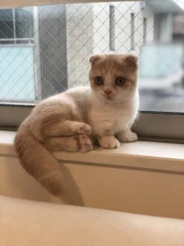 クーちゃんママ 様のお迎えした子猫