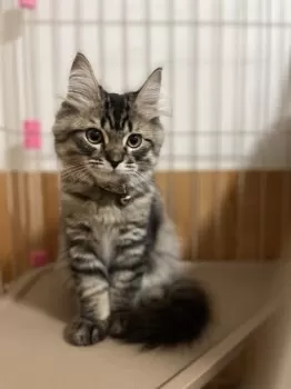A.N 様のお迎えした子猫