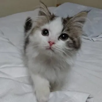 huku 様のお迎えした子猫