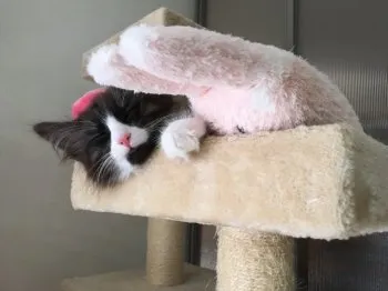 シルフ 様のお迎えした子猫