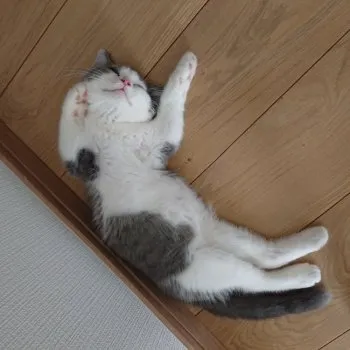 テラ 様のお迎えした子猫