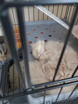 S.K 様のお迎えした子猫