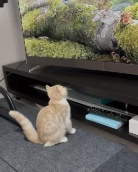 e_m 様のお迎えした子猫