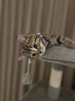 Y.Y 様のお迎えした子猫