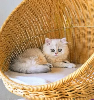 ｔ．ｋ 様のお迎えした子猫