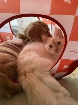 ひゅうが 様のお迎えした子猫