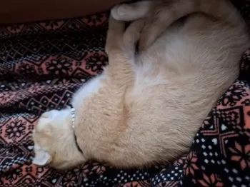 T.S 様のお迎えした子猫