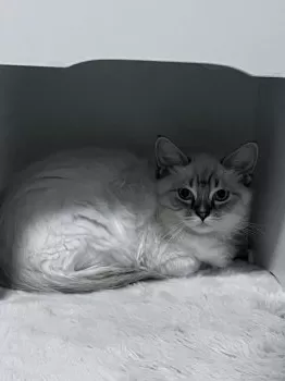りゅう 様のお迎えした子猫