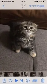 まいまい 様のお迎えした子猫