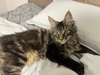 S.T 様のお迎えした子猫
