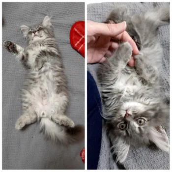 Miyazo 様のお迎えした子猫