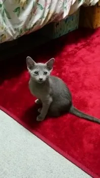 H.M 様のお迎えした子猫