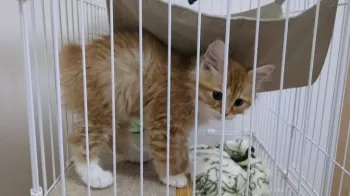 K.K 様のお迎えした子猫