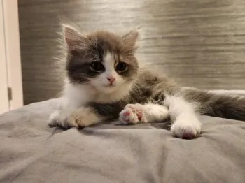 J.Y 様のお迎えした子猫