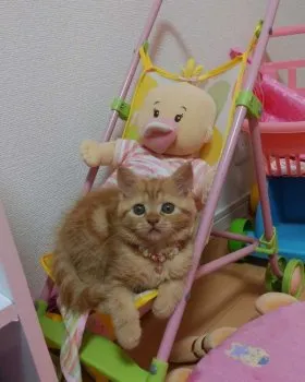 なのママ 様のお迎えした子猫