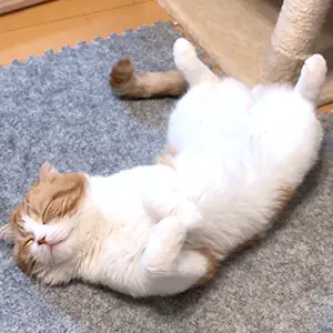 ラテくん(スコティッシュフォールド)