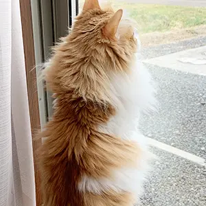 テトくん（マンチカン）