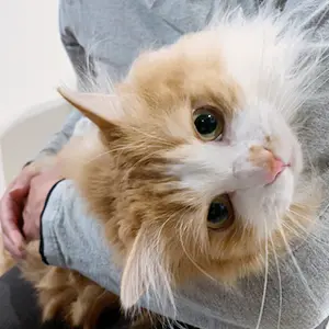 テトくん（マンチカン）