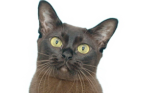 アメリカンバーミーズの子猫