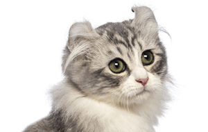 アメリカンカールの子猫