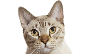 オーストラリアンミストの子猫